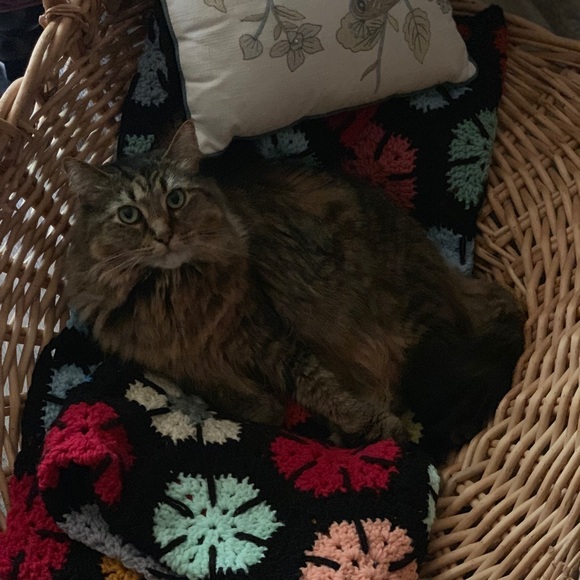 Meet your Posher, Alexis - Picture 5 of 7